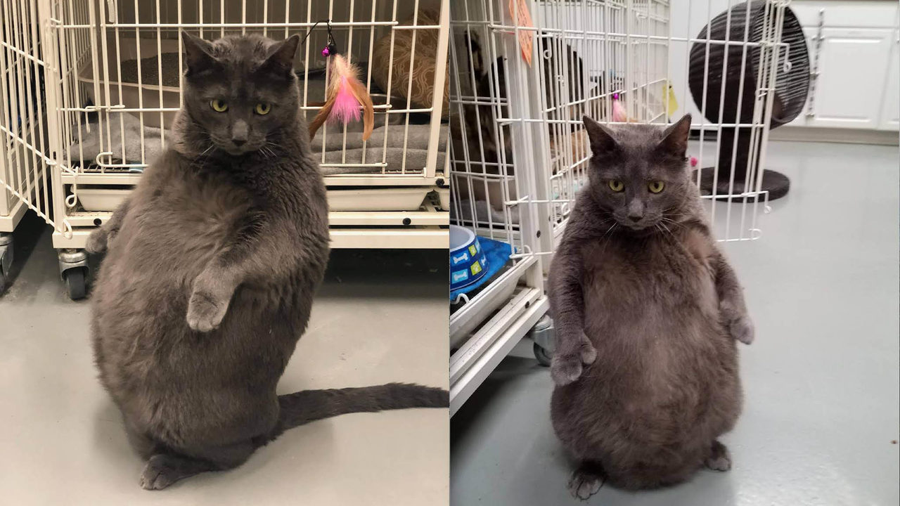 Sues Cat Rescue Sues Cat Rescue